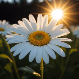 Daisy Dreams Daisy Dreams