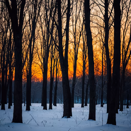 Winter's Embrace