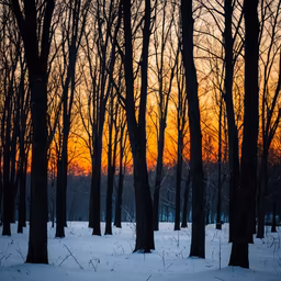 Winter's Embrace Winter's Embrace
