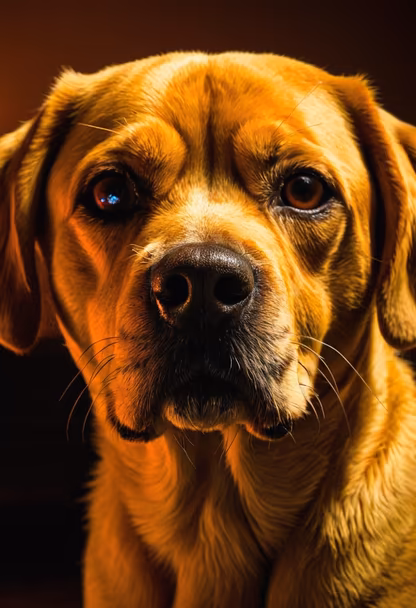 Golden Gaze Golden Gaze