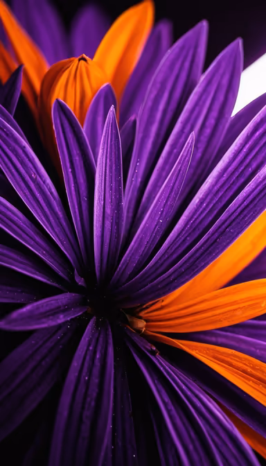 Floral Symmetry Floral Symmetry