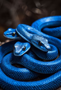 Azure Serpents Azure Serpents