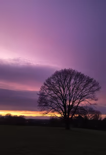 Purple Haze Purple Haze
