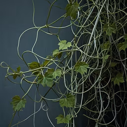 Nature's Embrace Nature's Embrace