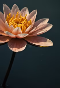 Water Lily