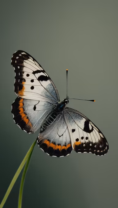 Butterfly Beauty Butterfly Beauty