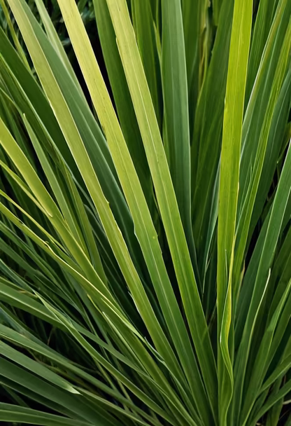 Greenery Greenery