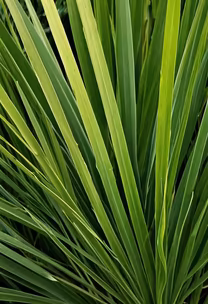 Greenery Greenery