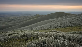 Rolling Hills Rolling Hills