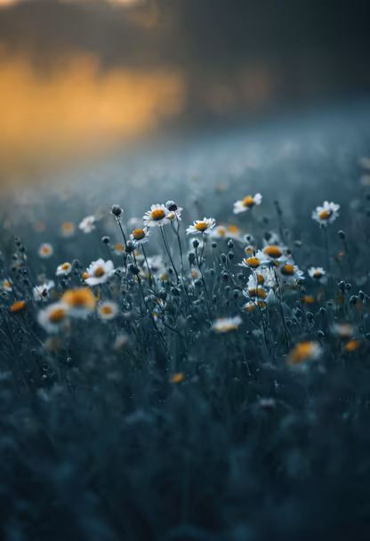 Daisy Dreams Daisy Dreams