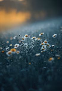 Daisy Dreams Daisy Dreams