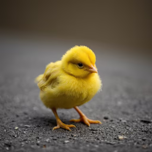 Little Yellow Wonder