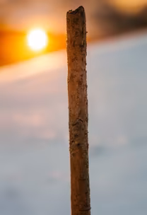Stick at Sunset Stick at Sunset