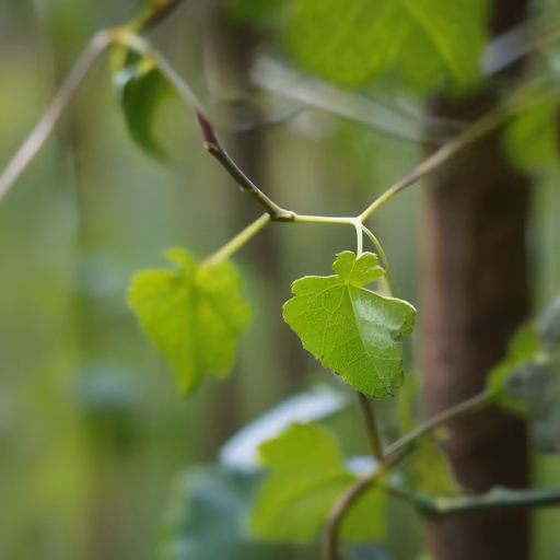 New Growth