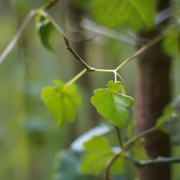 New Growth New Growth