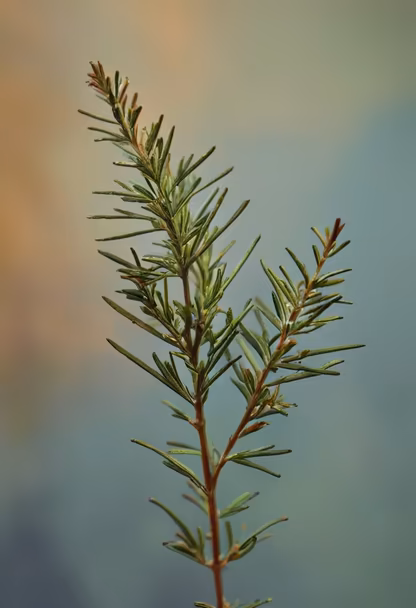 Rosemary Sprig Rosemary Sprig