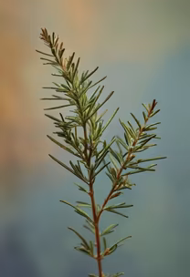 Rosemary Sprig Rosemary Sprig