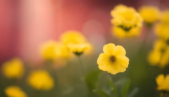 Yellow Blooms Yellow Blooms