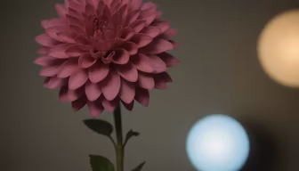 Dahlia in Bloom