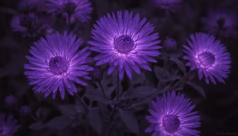 Purple Haze Purple Haze