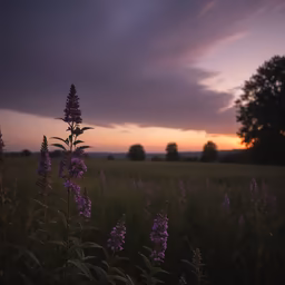 Twilight Meadow Twilight Meadow
