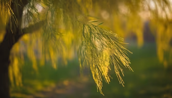 Golden Hour Whispers