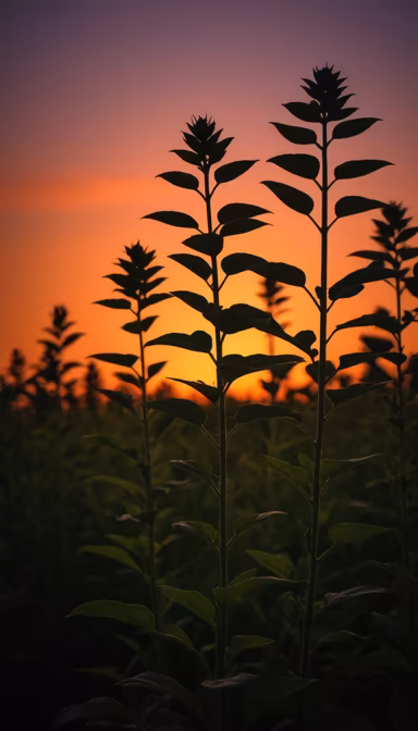 Sunset Meadow Sunset Meadow