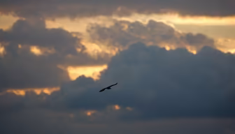 Soaring High Soaring High