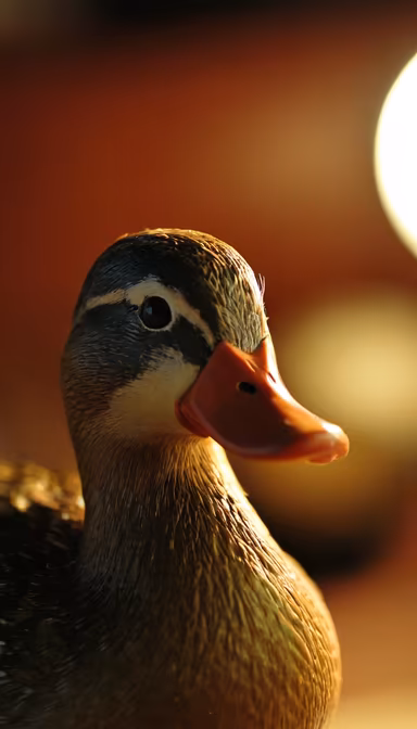 Duck Portrait Duck Portrait