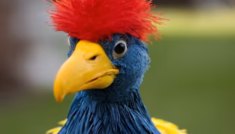 Andean Cock-of-the-Rock