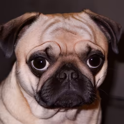 Pug Life Pug Life