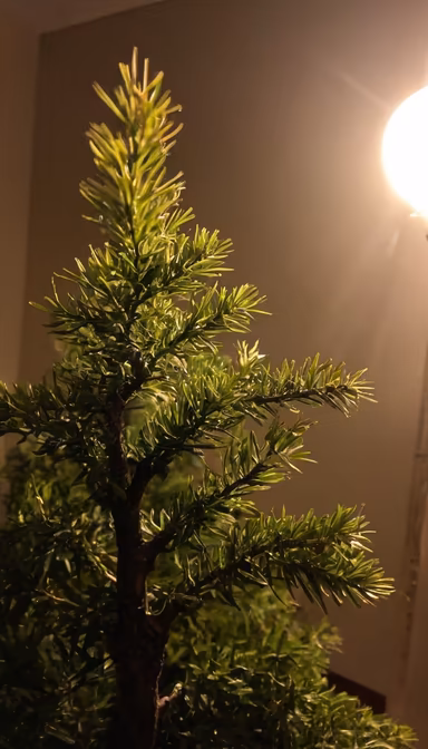 Tiny Tree Tiny Tree