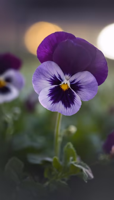 Purple Pansy Purple Pansy