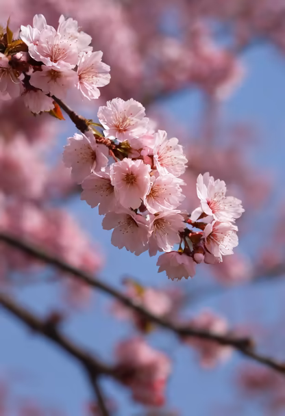 Cherry Blossoms Cherry Blossoms