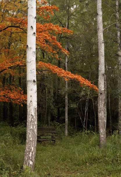 Autumn Serenity Autumn Serenity