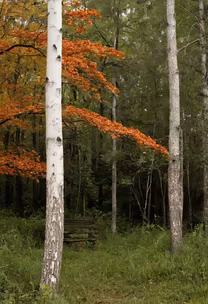 Autumn Serenity Autumn Serenity