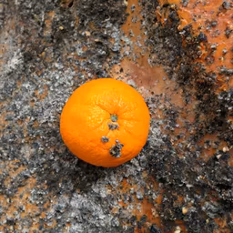 Citrus Still Life Citrus Still Life