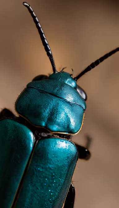 Emerald Insect Emerald Insect
