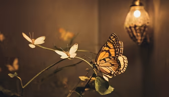 Butterfly dreams Butterfly dreams