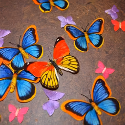 Butterfly Garden Butterfly Garden