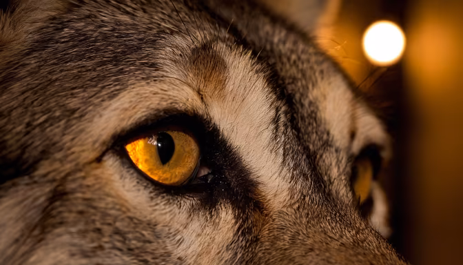 Golden Gaze