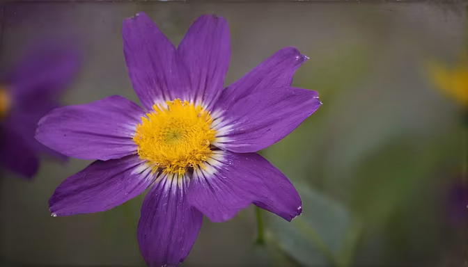 Purple Haze