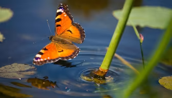 Butterfly's Reflection Butterfly's Reflection