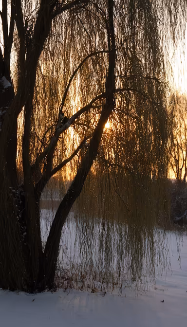 Winter's Golden Hour Winter's Golden Hour