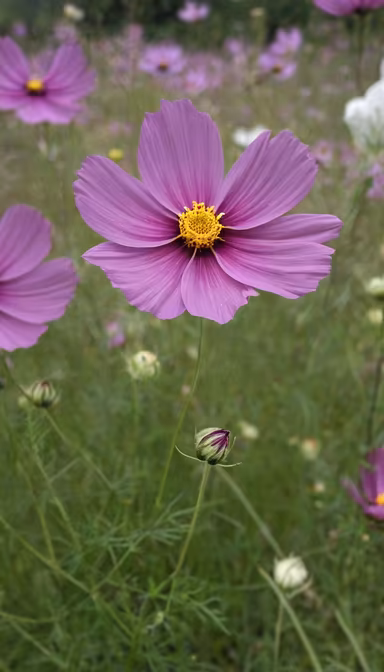 Cosmos in Bloom Cosmos in Bloom