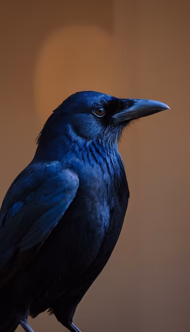 Raven's Gaze Raven's Gaze