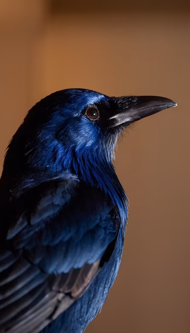 Raven's Gaze Raven's Gaze