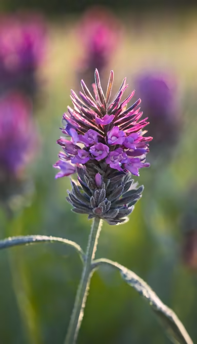 Purple Bloom Purple Bloom