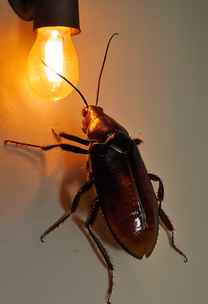 Night Visitor Night Visitor