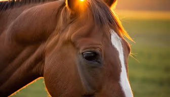 Golden Hour Horse Golden Hour Horse